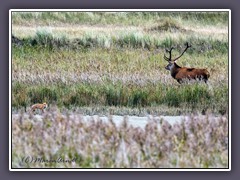 Ein Fuchs in Sicht