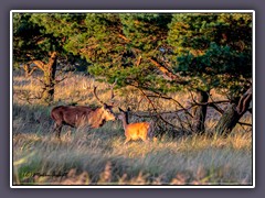 Hirsche am Nothafen im Herbst