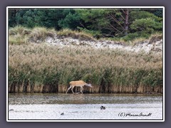 Verstecken im Schif - Hirschkalb