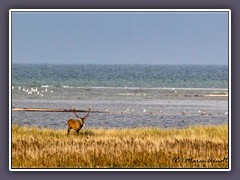 Vorpommersche Boddenlandschaft an der Ostsee