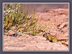 Chipmunk - Streifenhörnchen