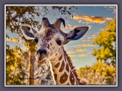 Im Denver Zoo - Giraffen unter Herbstlaub