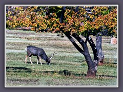 Muledeer Hirsch in Fruita - Wayne County - Utah