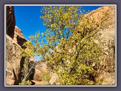 Wanderweg Trail zum Landscape Arch