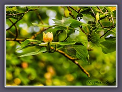 Blüte des Tulpenbaums