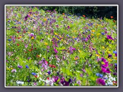 Blütenbeete in Putgarten