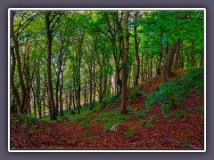 Buchenwald - UNESCO Weltnaturerbe