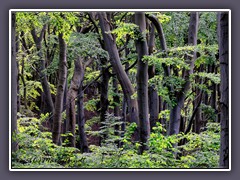 Buchenwälder im Nationalpark Jasmund