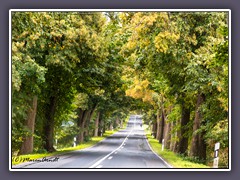 Herbstlich angehaucht - Allee auf Rügen