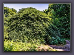 Hinter dieser grünen Buchenfassade verbergen sich die Süntelbuchen vom Waldpark Semper