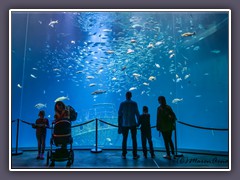 Im Ozeaneum Stralsund