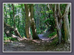 Nationalpark Jasmund Wandereg Lohme - Königsstuhl