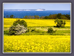 Rapsfelder mit Blick Kap Arkona