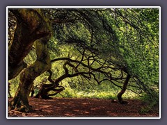 Süntelbuchen im Hexenwald 