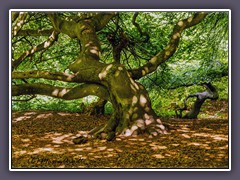 Süntelbuchen im Waldpark Semper