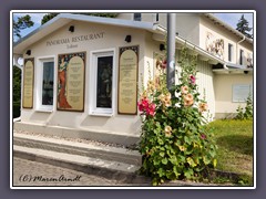 Stockrosenpracht in Lohme