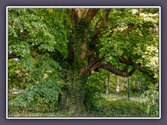 Winterlinde - Schlosspark Ralswiek