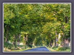 Zauberhafte schöne Alleenstraße - Rügen