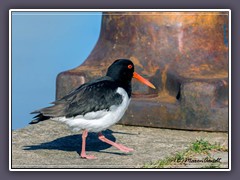 Austernfischer im Hafen