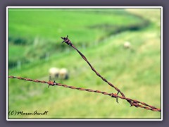 Stacheldraht