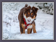 Australian Shepherd Welpe