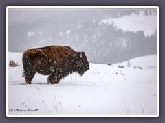 Büffel - Wildlife