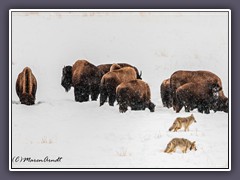 Büffel und Kojoten - Wildlife