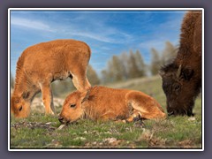 Büffelkälber - Wildlife