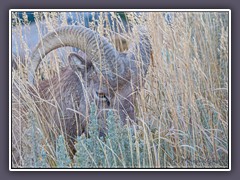 Bighorn - Wildlife