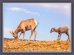 Bighorn Sheep - Wildlife