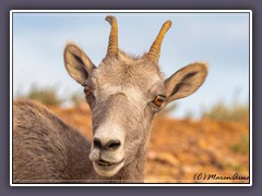 Bighorn Sheep - Wildlife - Pryor Mountains