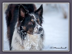 Border Collie im Schnee