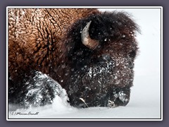 Buffalo - Wildlife