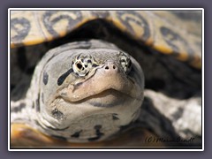 Diamondback Schildlröte - Wildlife