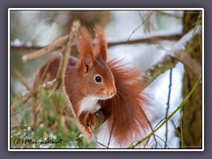 Eichhörnchen