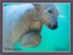 Eisbär - Zoo