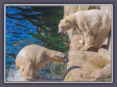 Eisbären im Zoo