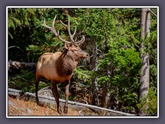 Elk - Wapiti - Wildlife