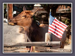 Elk - Wildlife