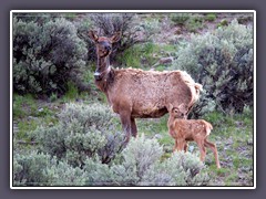 Elk mit Kalb - Wildlife