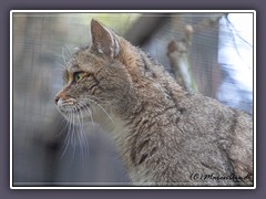 Europäische Wildkatze - Zoo