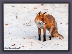 Europäischer Rotfuchs - Wildlife