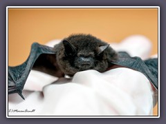 Fledermaus  mit Milbe auf der Nase - Wildlife