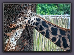 Giraffen - Zoo