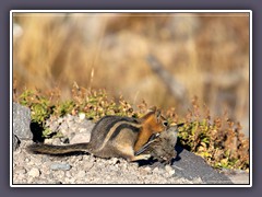 Goldmantel Ziesel - Wildlife