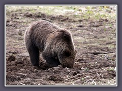 Grizzly - Wildlife