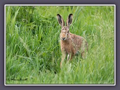 Hase - Wildlife