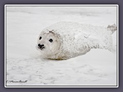 Junge Kegelrobbe - Wildlife