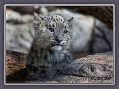 Junger Schneeleopard - Zoo