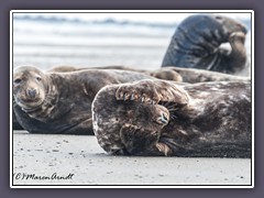 Kegelrobben - Wildlife